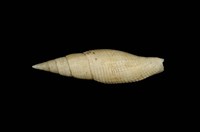 藏品(白筆螺)的圖片